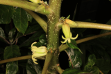 Vasconcellea pubescens RCP6-2020 (145).JPG